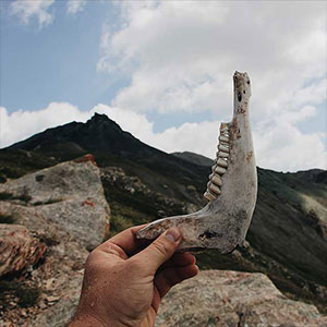 Someone holding up a jaw bone.